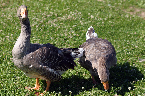 Geese