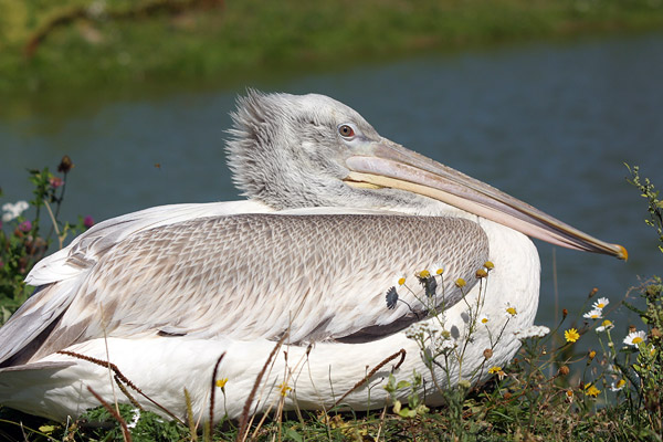 Pelican