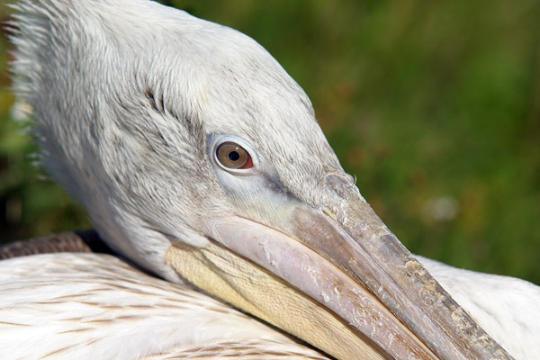 Pelican