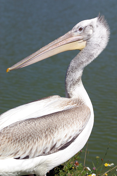 Pelican