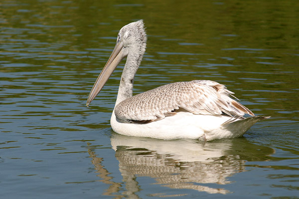Pelican