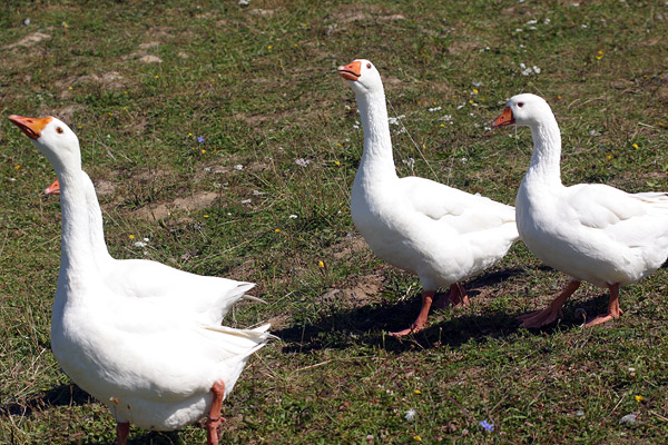 Ducks