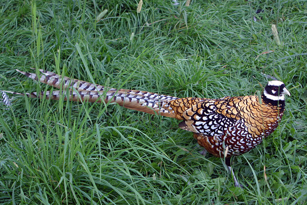 Pheasant