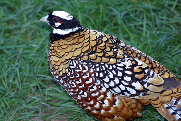 Pheasant