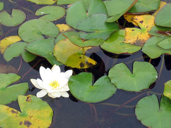 Waterlily