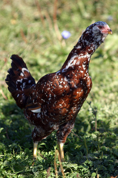Hen