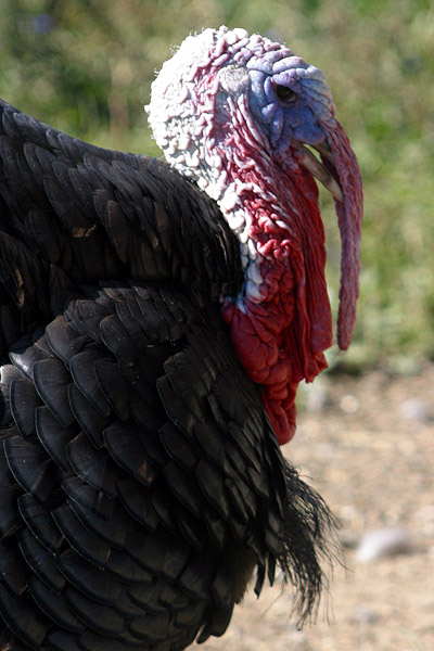Turkey