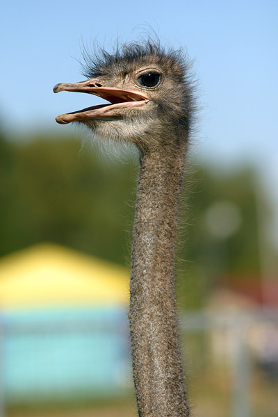 Ostrich