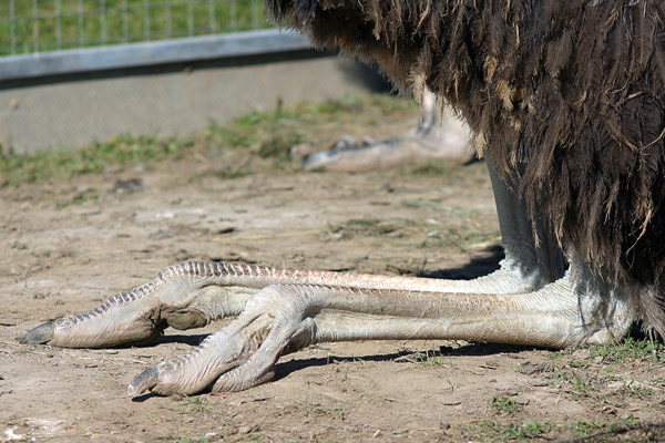 Feet