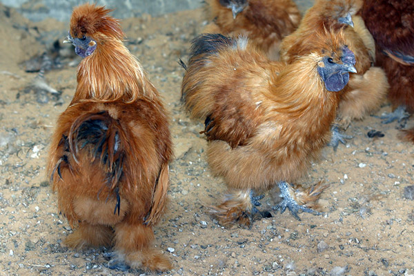 Furry hen