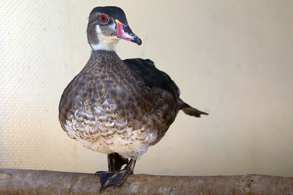 Duck