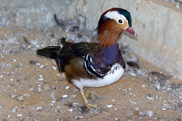 Duck