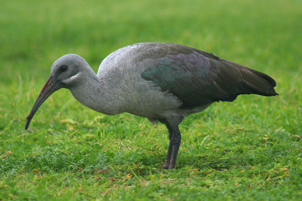 Seapoint bird