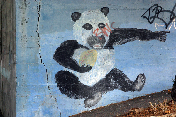 Panda bear