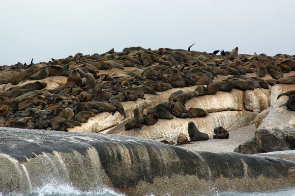 Seals resting
