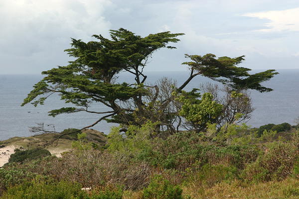 Acacia tree