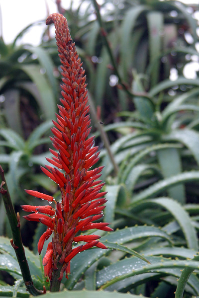 Red flower