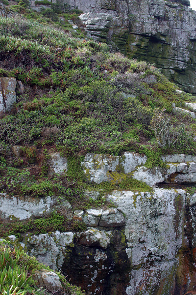 Grassy rocks