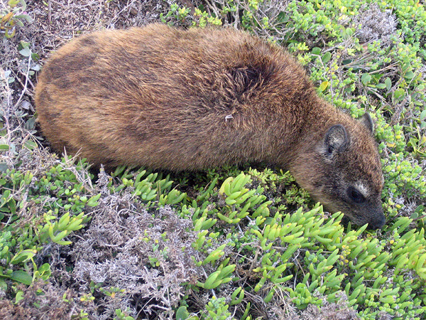 Rock dassie