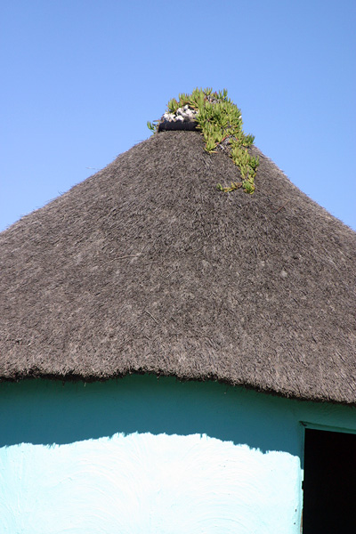 Vegetation