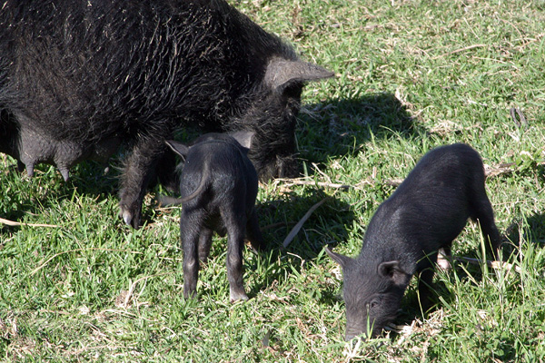 Piglets