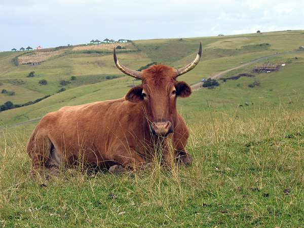 Cow