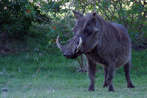 Warthog