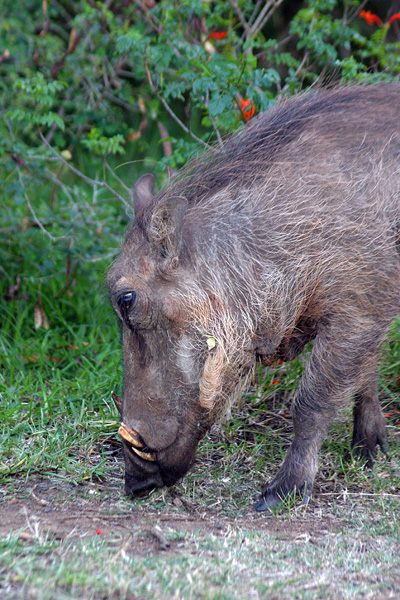 Warthog