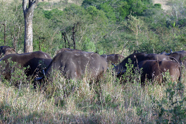 Buffalos