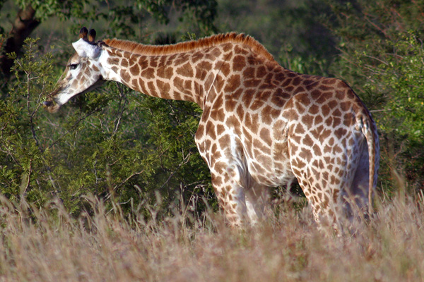 Giraffe