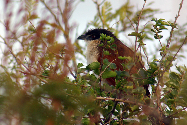 Some kind of coucal