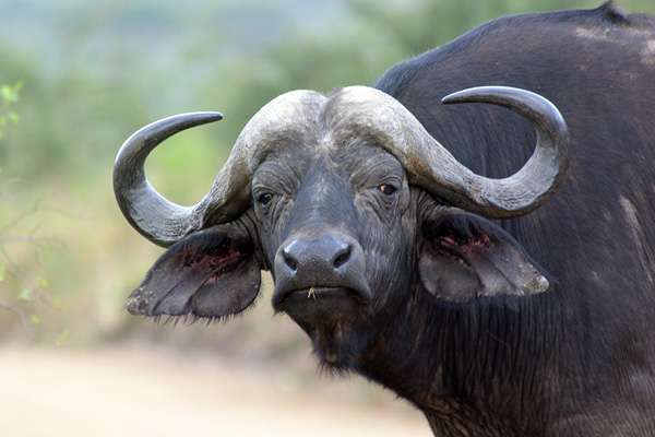 Very sad buffalo