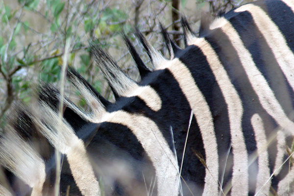 Spikes