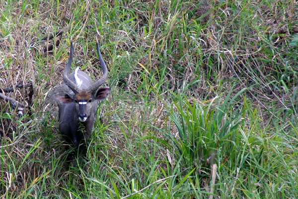 Kudu