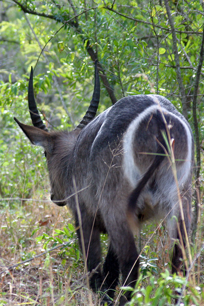 Waterbuck