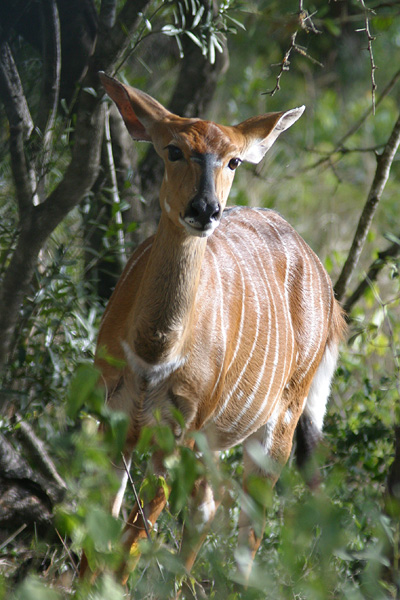 Nyala