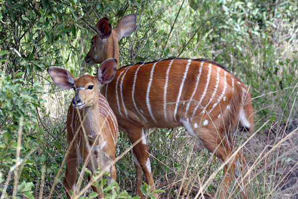 Nyalas