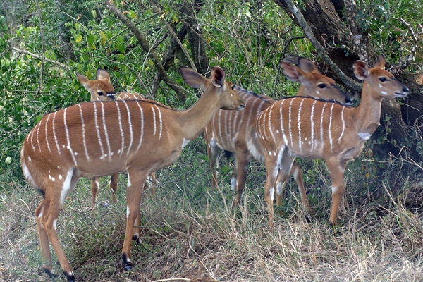 Nyalas
