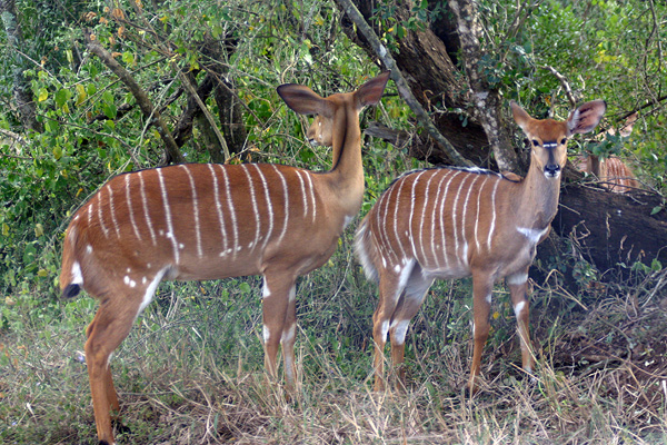 Nyalas