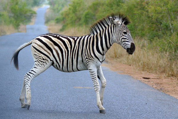 Baby zebra