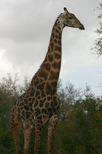 Tall