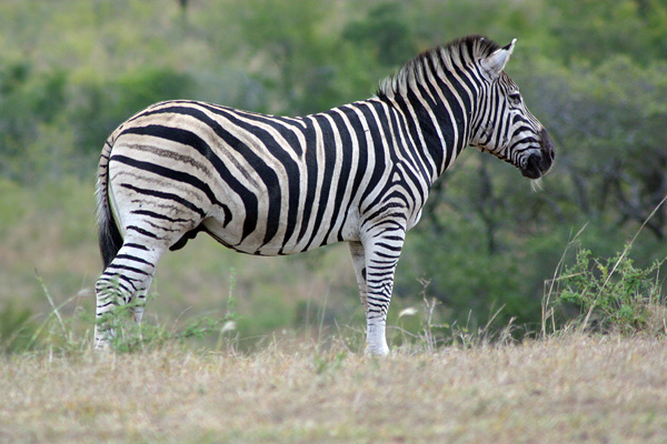 Zebra