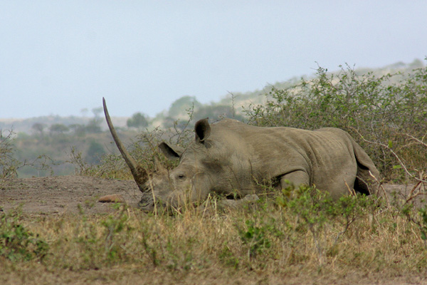 Rhino again
