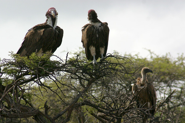 Vultures