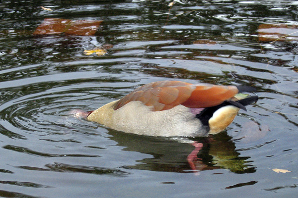 Duck