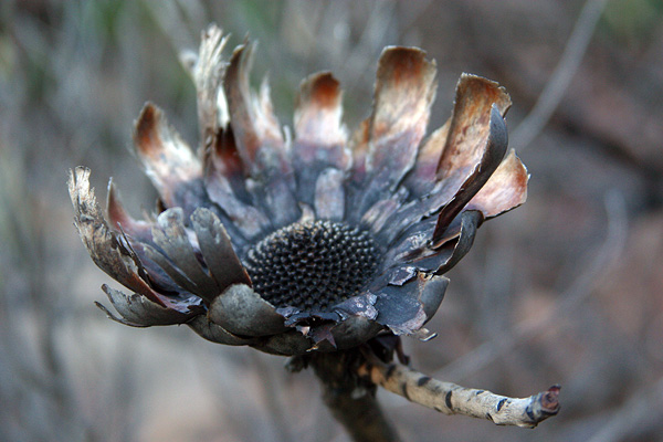 Burnt Protea flower