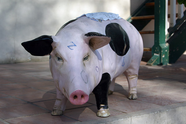 Bookstore pig