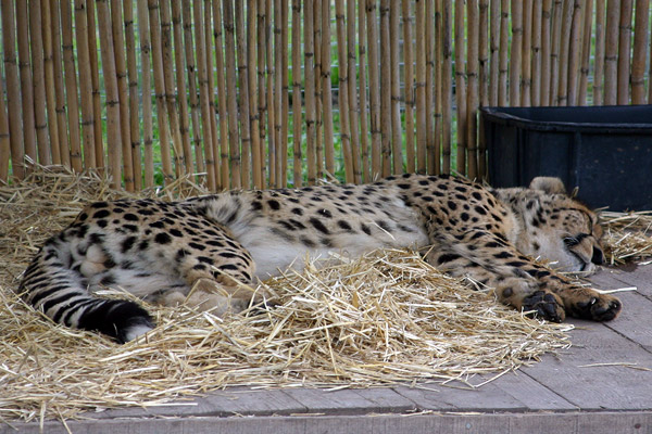 Cheetah
