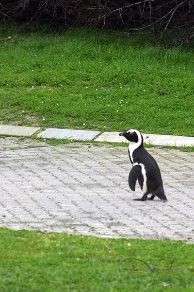Jackass penguin