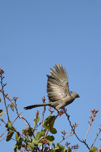 Bird